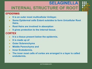 SELAGINELLA
INTERNAL STRUCTURE OF ROOT
EPIDERMIS
⚫ It is an outer most multicellular Unilayer.
⚫ Some Epidermal cells Extent outsides to form Unicellular Root
Hairs.
⚫ Root Hairs are involved in absorption
⚫ It gives protection to the internal tissue.
CORTEX
⚫ It is a tissue present below the epidermis.
⚫ It is made up of
⚫ Outer Sclerenchyma
⚫ Middle Parenchyma and
⚫ Inner Endodermis.
⚫ The inner most cells of cortex are arranged in a layer is called
endodermis.
BOTRVMSBKCAPK
 