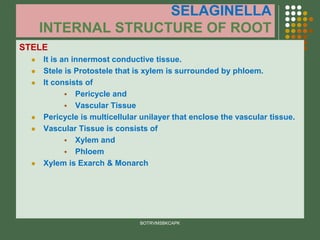 SELAGINELLA
INTERNAL STRUCTURE OF ROOT
STELE
⚫ It is an innermost conductive tissue.
⚫ Stele is Protostele that is xylem is surrounded by phloem.
⚫ It consists of
▪ Pericycle and
▪ Vascular Tissue
⚫ Pericycle is multicellular unilayer that enclose the vascular tissue.
⚫ Vascular Tissue is consists of
▪ Xylem and
▪ Phloem
⚫ Xylem is Exarch & Monarch
BOTRVMSBKCAPK
 