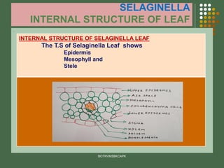 SELAGINELLA
INTERNAL STRUCTURE OF LEAF
.
BOTRVMSBKCAPK
INTERNAL STRUCTURE OF SELAGINELLA LEAF
The T.S of Selaginella Leaf shows
Epidermis
Mesophyll and
Stele
 