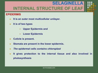 SELAGINELLA
INTERNAL STRUCTURE OF LEAF
EPIDERMIS
⚫ It is an outer most multicellular unilayer.
⚫ It is of two types
▪ Upper Epidermis and
▪ Lower Epidermis
⚫ Cuticle is present.
⚫ Stomata are present in the lower epidermis.
⚫ The epidermal cells contains chloroplast
⚫ It gives protection to the internal tissue and also involved in
photosynthesis
BOTRVMSBKCAPK
 