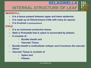 SELAGINELLA
INTERNAL STRUCTURE OF LEAF
MESOPHYLL
⚫ It is a tissue present between upper and lower epidermis.
⚫ It is made up of Chlorenchyma Cells with many air spaces.
⚫ It is involved in photosynthesis.
STELE
⚫ It is an innermost conductive tissue.
⚫ Stele is Protostele that is xylem is surrounded by phloem.
⚫ It consists of
▪ Bundle sheath and
▪ Vascular Tissue
⚫ Bundle sheath is multicellular unilayer and it encloses the vascular
tissue.
⚫ Vascular Tissue is consists of
▪ Xylem and
▪ Phloem
BOTRVMSBKCAPK
 