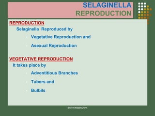 SELAGINELLA
REPRODUCTION
REPRODUCTION
Selaginella Reproduced by
▪ Vegetative Reproduction and
▪ Asexual Reproduction
VEGETATIVE REPRODUCTION
It takes place by
▪ Adventitious Branches
▪ Tubers and
▪ Bulbils
BOTRVMSBKCAPK
 