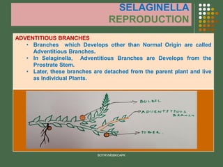 SELAGINELLA
REPRODUCTION
ADVENTITIOUS BRANCHES
• Branches which Develops other than Normal Origin are called
Adventitious Branches.
• In Selaginella, Adventitious Branches are Develops from the
Prostrate Stem.
• Later, these branches are detached from the parent plant and live
as Individual Plants.
BOTRVMSBKCAPK
 