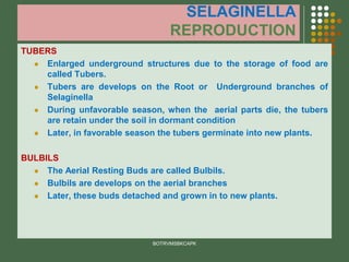 SELAGINELLA
REPRODUCTION
TUBERS
⚫ Enlarged underground structures due to the storage of food are
called Tubers.
⚫ Tubers are develops on the Root or Underground branches of
Selaginella
⚫ During unfavorable season, when the aerial parts die, the tubers
are retain under the soil in dormant condition
⚫ Later, in favorable season the tubers germinate into new plants.
BULBILS
⚫ The Aerial Resting Buds are called Bulbils.
⚫ Bulbils are develops on the aerial branches
⚫ Later, these buds detached and grown in to new plants.
BOTRVMSBKCAPK
 