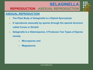 SELAGINELLA
REPRODUCTION -ASEXUAL REPRODUCTION
ASEXUAL REPRODUCTION
⚫ The Plant Body of Selaginella is a Diploid Sporophyte
⚫ It reproduces asexually by spores through the special structure
called Cones or Strobili
⚫ Selaginella is a Heterospores, it Produces Two Types of Spores
namely
▪ Microspores and
▪ Megaspores.
⚫
BOTRVMSBKCAPK
 