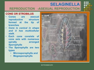 SELAGINELLA
REPRODUCTION -ASEXUAL REPRODUCTION
CONE OR STROBILUS
• Cones are asexual
reproductive structure
formed at the tip of
branches
• Cone is conical in shape
and it has multicellular
stalk.
• Each cone consists of
cone axis with numerous
spirally arranged
Sporophylls
• The Sporophylls are two
types
• Microsporophylls and
• Megasporophylls
BOTRVMSBKCAPK
 
