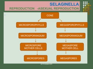 SELAGINELLA
REPRODUCTION -ASEXUAL REPRODUCTION
.
BOTRVMSBKCAPK
CONE
MICROSPOROPHYLLS MEGASPOROPHYLLS
MICROSPORE
MOTHER CELLS
MEGASPORE
MOTHER CELL
MEGASPORANGIUM
MICROSPORANGIUM
MICROSPORES MEGASPORES
 