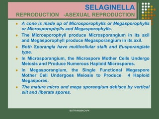 SELAGINELLA
REPRODUCTION -ASEXUAL REPRODUCTION
⚫ A cone is made up of Microsporophylls or Megasporophylls
or Microsporophylls and Megasporophylls.
⚫ The Microsporophyll produce Microsporangium in its axil
and Megasporophyll produce Megasporangium in its axil.
⚫ Both Sporangia have multicellular stalk and Eusporangiate
type.
⚫ In Microsporangium, the Microspore Mother Cells Undergo
Meiosis and Produce Numerous Haploid Microspores.
⚫ In Megasporangium, the Single Functional Megaspore
Mother Cell Undergoes Meiosis to Produce 4 Haploid
Megaspores.
⚫ The mature micro and mega sporangium dehisce by vertical
slit and liberate spores.
BOTRVMSBKCAPK
 