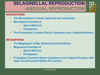 SELAGINELLAL REPRODUCTION
-ASEXUAL REPRODUCTION
MICROSPORES
⚫ The Microspores is Small, Spherical and Unicellular.
⚫ Microspore Consists of
▪ Spore Wall and
▪ Protoplasm.
⚫ The Protoplasm Contains Dense Cytoplasm and a Haploid Nucleus.
MEGASPORES
⚫ The Megaspore is Big, Spherical and Unicellular.
⚫ Megaspore Consists of
▪ Spore Wall and
▪ Protoplasm.
⚫ Protoplasm Contains Dense Cytoplasm and a Haploid Nucleus with
large vacuole present below the nucleus.
BOTRVMSBKCAPK
 
