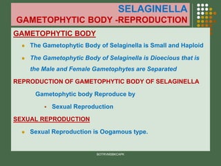 SELAGINELLA
GAMETOPHYTIC BODY -REPRODUCTION
GAMETOPHYTIC BODY
⚫ The Gametophytic Body of Selaginella is Small and Haploid
⚫ The Gametophytic Body of Selaginella is Dioecious that is
the Male and Female Gametophytes are Separated
REPRODUCTION OF GAMETOPHYTIC BODY OF SELAGINELLA
Gametophytic body Reproduce by
▪ Sexual Reproduction
SEXUAL REPRODUCTION
⚫ Sexual Reproduction is Oogamous type.
BOTRVMSBKCAPK
 