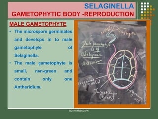 SELAGINELLA
GAMETOPHYTIC BODY -REPRODUCTION
MALE GAMETOPHYTE
• The microspore germinates
and develops in to male
gametophyte of
Selaginella.
• The male gametophyte is
small, non-green and
contain only one
Antheridium.
BOTRVMSBKCAPK
 