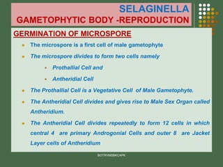 SELAGINELLA
GAMETOPHYTIC BODY -REPRODUCTION
GERMINATION OF MICROSPORE
⚫ The microspore is a first cell of male gametophyte
⚫ The microspore divides to form two cells namely
▪ Prothallial Cell and
▪ Antheridial Cell
⚫ The Prothallial Cell is a Vegetative Cell of Male Gametophyte.
⚫ The Antheridial Cell divides and gives rise to Male Sex Organ called
Antheridium.
⚫ The Antheridial Cell divides repeatedly to form 12 cells in which
central 4 are primary Androgonial Cells and outer 8 are Jacket
Layer cells of Antheridium
BOTRVMSBKCAPK
 