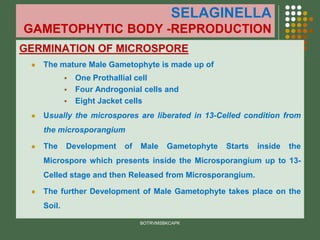 SELAGINELLA
GAMETOPHYTIC BODY -REPRODUCTION
GERMINATION OF MICROSPORE
⚫ The mature Male Gametophyte is made up of
▪ One Prothallial cell
▪ Four Androgonial cells and
▪ Eight Jacket cells
⚫ Usually the microspores are liberated in 13-Celled condition from
the microsporangium
⚫ The Development of Male Gametophyte Starts inside the
Microspore which presents inside the Microsporangium up to 13-
Celled stage and then Released from Microsporangium.
⚫ The further Development of Male Gametophyte takes place on the
Soil.
BOTRVMSBKCAPK
 