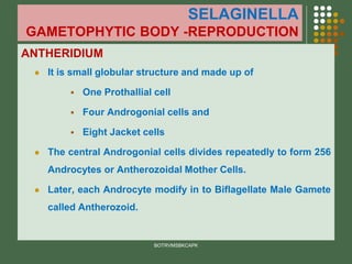 SELAGINELLA
GAMETOPHYTIC BODY -REPRODUCTION
ANTHERIDIUM
⚫ It is small globular structure and made up of
▪ One Prothallial cell
▪ Four Androgonial cells and
▪ Eight Jacket cells
⚫ The central Androgonial cells divides repeatedly to form 256
Androcytes or Antherozoidal Mother Cells.
⚫ Later, each Androcyte modify in to Biflagellate Male Gamete
called Antherozoid.
BOTRVMSBKCAPK
 