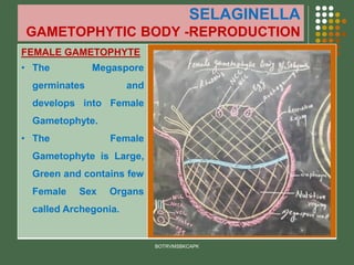 SELAGINELLA
GAMETOPHYTIC BODY -REPRODUCTION
FEMALE GAMETOPHYTE
• The Megaspore
germinates and
develops into Female
Gametophyte.
• The Female
Gametophyte is Large,
Green and contains few
Female Sex Organs
called Archegonia.
BOTRVMSBKCAPK
 
