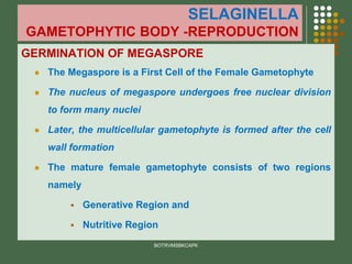 SELAGINELLA
GAMETOPHYTIC BODY -REPRODUCTION
GERMINATION OF MEGASPORE
⚫ The Megaspore is a First Cell of the Female Gametophyte
⚫ The nucleus of megaspore undergoes free nuclear division
to form many nuclei
⚫ Later, the multicellular gametophyte is formed after the cell
wall formation
⚫ The mature female gametophyte consists of two regions
namely
▪ Generative Region and
▪ Nutritive Region
BOTRVMSBKCAPK
 