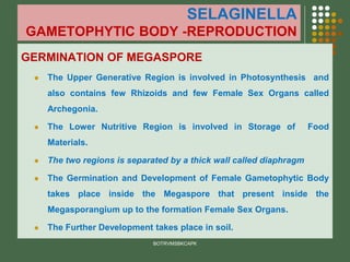 SELAGINELLA
GAMETOPHYTIC BODY -REPRODUCTION
GERMINATION OF MEGASPORE
⚫ The Upper Generative Region is involved in Photosynthesis and
also contains few Rhizoids and few Female Sex Organs called
Archegonia.
⚫ The Lower Nutritive Region is involved in Storage of Food
Materials.
⚫ The two regions is separated by a thick wall called diaphragm
⚫ The Germination and Development of Female Gametophytic Body
takes place inside the Megaspore that present inside the
Megasporangium up to the formation Female Sex Organs.
⚫ The Further Development takes place in soil.
BOTRVMSBKCAPK
 