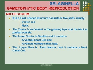SELAGINELLA
GAMETOPHYTIC BODY -REPRODUCTION
ARCHEGONIUM
⚫ It is a Flask shaped structure consists of two parts namely
▪ Venter and
▪ Neck.
⚫ The Venter is embedded in the gametophyte and the Neck is
project outside.
⚫ The Lower Venter is Swollen and it contains
▪ A Ventral Canal Cell and
▪ A Female Gamete called Egg.
⚫ The Upper Neck is Short Narrow and it contains a Neck
Canal Cell.
BOTRVMSBKCAPK
 