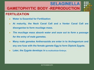 SELAGINELLA
GAMETOPHYTIC BODY -REPRODUCTION
FERTILIZATION
⚫ Water is Essential for Fertilization
⚫ At maturity, the Neck Canal Cell and a Venter Canal Cell are
disorganise to form mucilage mass.
⚫ The mucilage mass absorb water and ooze out to form a passage
for the entry of male gametes.
⚫ Many male gametes Antherozoids are enter in to Archegonium and
any one fuse with the female gamete Egg to form Diploid Zygote.
⚫ Later, the Zygote develops in to multicellular Embryo.
BOTRVMSBKCAPK
 
