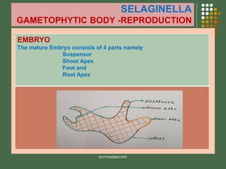 SELAGINELLA
GAMETOPHYTIC BODY -REPRODUCTION
.
BOTRVMSBKCAPK
EMBRYO
The mature Embryo consists of 4 parts namely
Suspensor
Shoot Apex
Foot and
Root Apex
 
