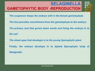 SELAGINELLA
GAMETOPHYTIC BODY -REPRODUCTION
⚫ The suspensor keeps the embryo with in the female gametophyte.
⚫ The foot provides nourishment from the gametophyte to the embryo
⚫ The primary root that grows down wards and fixing the embryo in to
the soil
⚫ The shoot apex that develops in to the young Sporophytic plant
⚫ Finally, the embryo develops in to diploid Sporophytic body of
Selaginella.
BOTRVMSBKCAPK
 
