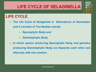 LIFE CYCLE OF SELAGINELLA
LIFE CYCLE
⚫ The Life Cycle of Selaginella is Alternations of Generation
and it consists of Two Bodies namely
▪ Sporophytic Body and
▪ Gametophytic Body
⚫ In which spores producing Sporophytic Body and gametes
producing Gametophytic Body are Depends each other and
Alternate with one another.
BOTRVMSBKCAPK
 