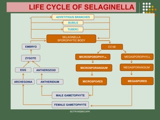 LIFE CYCLE OF SELAGINELLA
.
BOTRVMSBKCAPK
SELAGINELLA
SPOROPHYTIC BODY
MEGASPORANGIUM
MICROSPOROPHYLL
CONE
MEGASPOROPHYLL
MICROSPORES MEGASPORES
MICROSPORANGIUM
EMBRYO
MALE GAMETOPHYTE
FEMALE GAMETOPHYTE
ANTHERIDIUM
ARCHEGONIA
ZYGOTE
EGG ANTHEROZOID
ADVETITIOUS BRANCHES
BUBILS
TUBERS
 