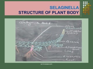 SELAGINELLA
STRUCTURE OF PLANT BODY
BOTRVMSBKCAPK
 