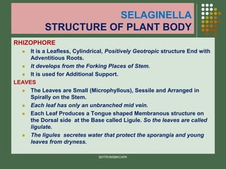 SELAGINELLA
STRUCTURE OF PLANT BODY
RHIZOPHORE
⚫ It is a Leafless, Cylindrical, Positively Geotropic structure End with
Adventitious Roots.
⚫ It develops from the Forking Places of Stem.
⚫ It is used for Additional Support.
LEAVES
⚫ The Leaves are Small (Microphyllous), Sessile and Arranged in
Spirally on the Stem.
⚫ Each leaf has only an unbranched mid vein.
⚫ Each Leaf Produces a Tongue shaped Membranous structure on
the Dorsal side at the Base called Ligule. So the leaves are called
ligulate.
⚫ The ligules secretes water that protect the sporangia and young
leaves from dryness.
BOTRVMSBKCAPK
 