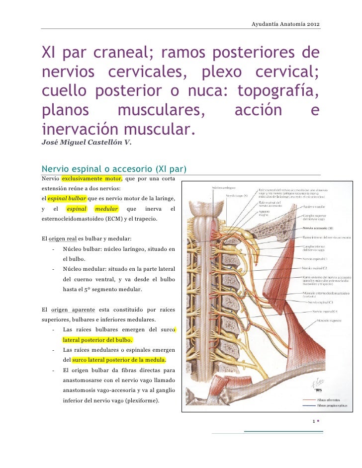 cuales son las cadenas ganglionares del cuello xi par craneal ramos posteriores de nervios cervicales cuales son las cadenas ganglionares del cuello xi par craneal ramos posteriores de nervios cervicales