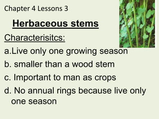 Chapter 4 Lessons 3
  Herbaceous stems
Characterisitcs:
a.Live only one growing season
b. smaller than a wood stem
c. Important to man as crops
d. No annual rings because live only
  one season
 