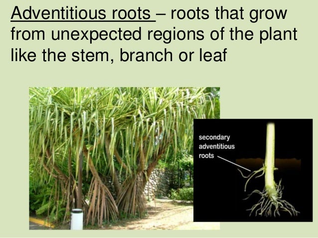 Biology ch.4plant systemsmr. Biology ch.4plant systemsmr.