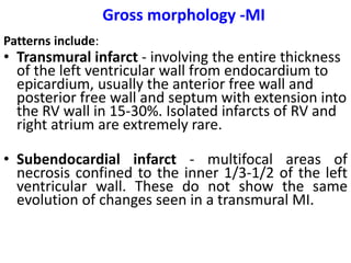 Gross morphology -MI
Patterns include:
• Transmural infarct - involving the entire thickness
of the left ventricular wall from endocardium to
epicardium, usually the anterior free wall and
posterior free wall and septum with extension into
the RV wall in 15-30%. Isolated infarcts of RV and
right atrium are extremely rare.
• Subendocardial infarct - multifocal areas of
necrosis confined to the inner 1/3-1/2 of the left
ventricular wall. These do not show the same
evolution of changes seen in a transmural MI.
Global hypotension-sub-endocardial infarcts are usually circumferential.
 