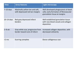 Time Gross features Light microscopy
7–10 days Maximally yellow-tan and soft,
with depressed red-tan margins
Well-developed phagocytosis of dead
cells; early formation of fibrovascular
granulation tissue at margins
10–14 days Red-gray depressed infarct
borders
Well-established granulation tissue
with new blood vessels and collagen
deposition
2–8 wk Gray-white scar, progressive from
border toward core of infarct
Increased collagen deposition, with
decreased cellularity
>2 mo Scarring complete Dense collagenous scar
 