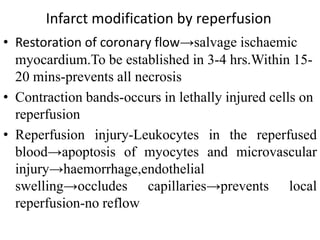 Infarct modification by reperfusion
• Restoration of coronary flow→salvage ischaemic
myocardium.To be established in 3-4 hrs.Within 15-
20 mins-prevents all necrosis
• Contraction bands-occurs in lethally injured cells on
reperfusion
• Reperfusion injury-Leukocytes in the reperfused
blood→apoptosis of myocytes and microvascular
injury→haemorrhage,endothelial
swelling→occludes capillaries→prevents local
reperfusion-no reflow
 