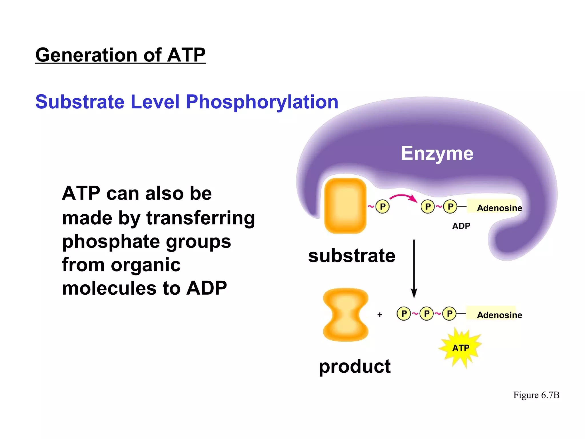 4.4 aerobic respiration | PPT