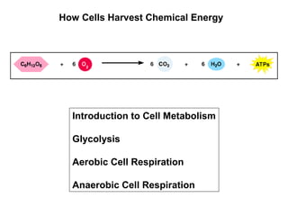 How Cells Harvest Chemical Energy




  Introduction to Cell Metabolism

  Glycolysis

  Aerobic Cell Respiration

  Anaerobic Cell Respiration
 
