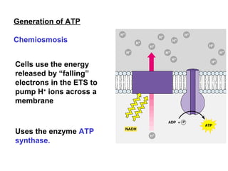 4.4 aerobic respiration | PPT