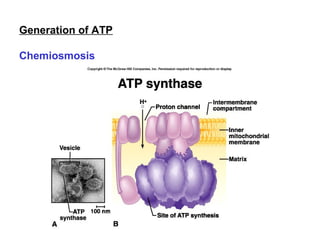 4.4 aerobic respiration | PPT