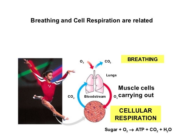 how energy chemical harvest cells 4.4 aerobic respiration how energy chemical harvest cells 4.4 aerobic respiration