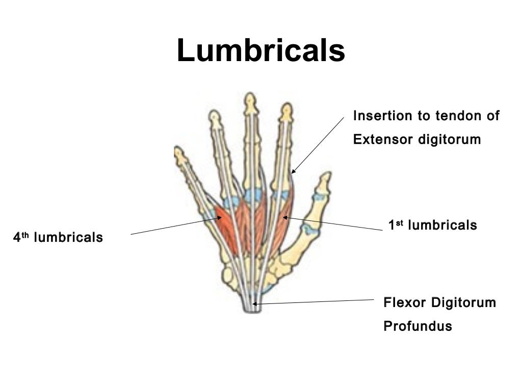 Bone and Muscles of the Hand