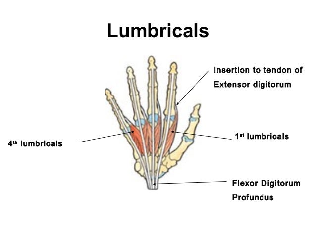 Bone and Muscles of the Hand