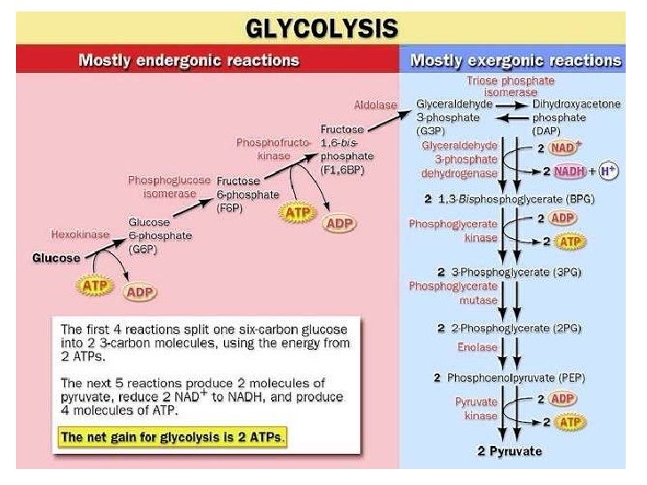 4 5-microbial nutrition and culture