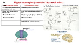 4-5- Reflex activity patterns of spinal and postural reflexes – testing ...