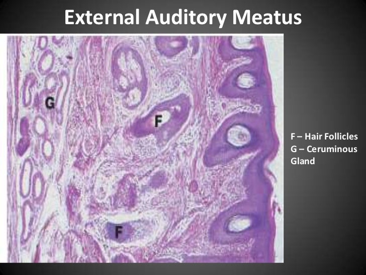 Ear histology