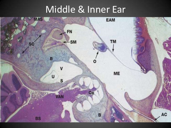 Ear histology