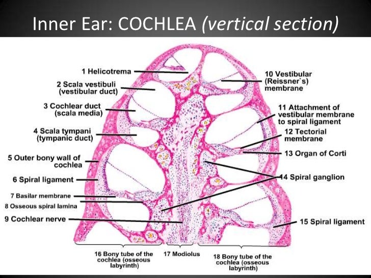 cochlear histology labeled Ear histology cochlear histology labeled Ear histology