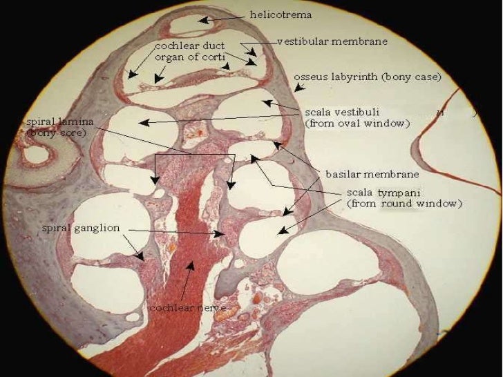 cochlear histology labeled Ear histology cochlear histology labeled Ear histology