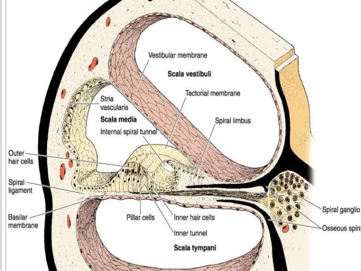 Ear histology