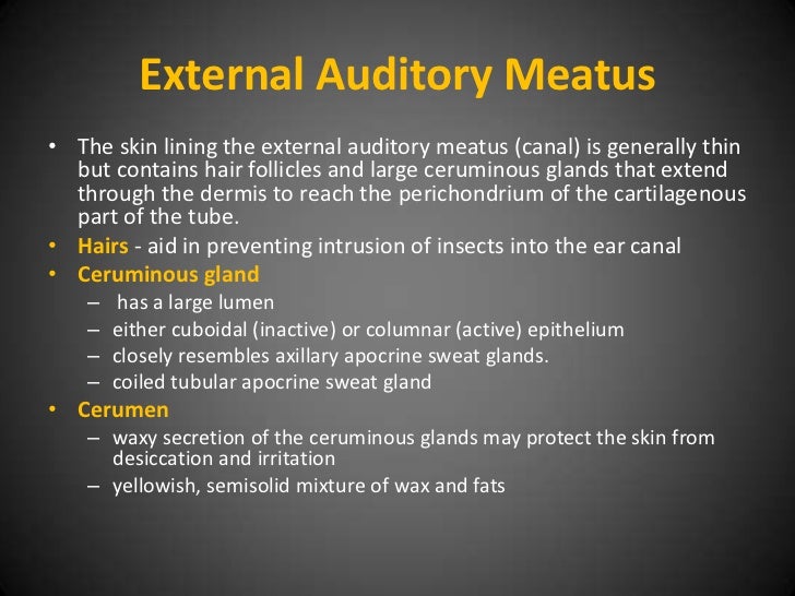 External Acoustic Meatus In Ear